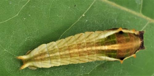 Graphium sp.